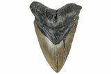 Serrated, Fossil Megalodon Tooth - North Carolina #309489-1